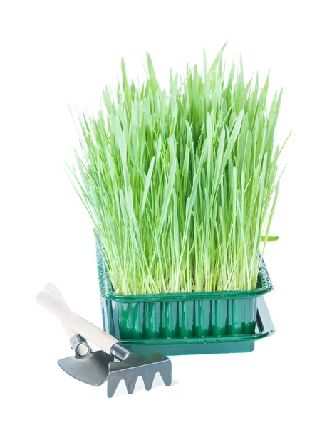 Πράσινο γρασίδι και εργαλεία κήπου — Φωτογραφία Αρχείου