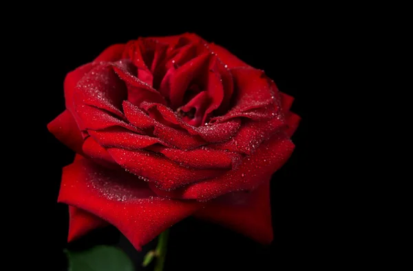 Rosa roja sobre un fondo negro —  Fotos de Stock