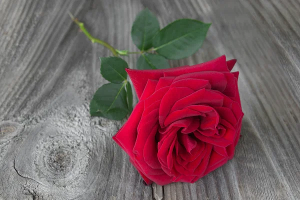 Красная роза на деревянном фоне — стоковое фото