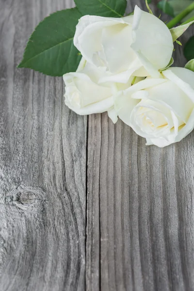 Три белые розы — стоковое фото