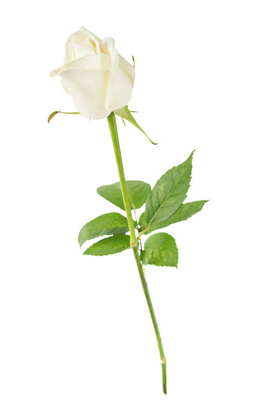 белая роза на белом фоне