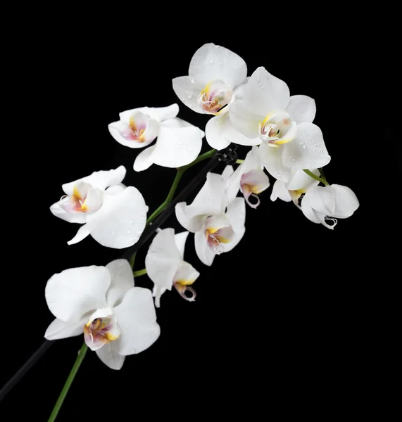 Weiße Orchidee auf schwarzem Hintergrund — Stockfoto
