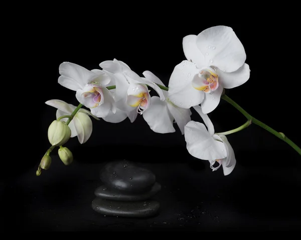 Witte orchidee op een zwarte achtergrond — Stockfoto