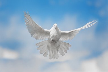 White dove is flying clipart