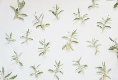 beyaz arkaplanda yeşil yapraklar