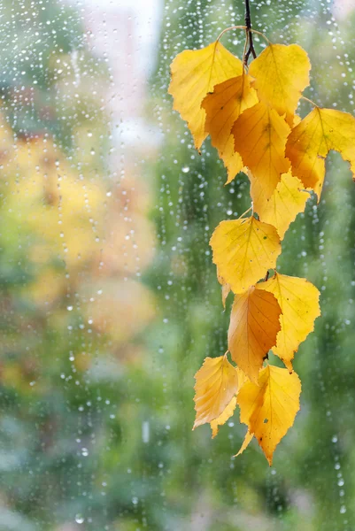 Rama de abedul con hojas amarillas — Foto de Stock