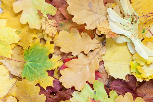 Fondo con hojas multicolores — Foto de Stock