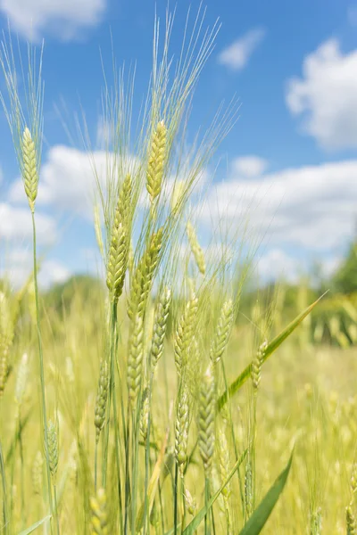 För råg och blå himmel — Stockfoto