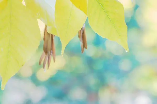 秋天的背景，黄叶 — 图库照片