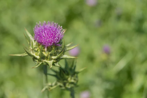 Milk thistle close-up — Stock Photo, Image