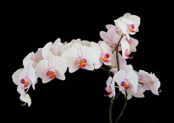 Weiße Orchidee auf schwarzem Hintergrund — Stockfoto