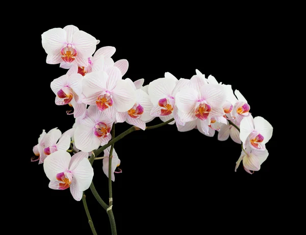 Weiße Orchidee auf schwarzem Hintergrund — Stockfoto