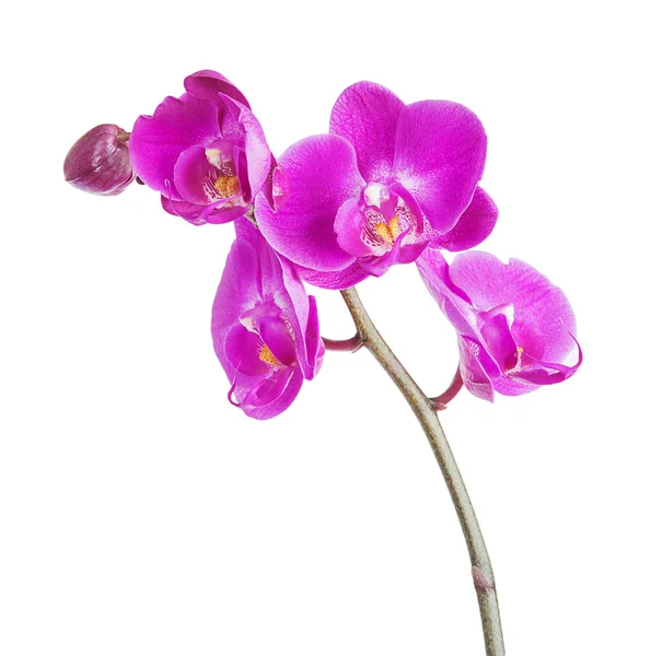 Beyaz arkaplanda pembe orkide — Stok fotoğraf