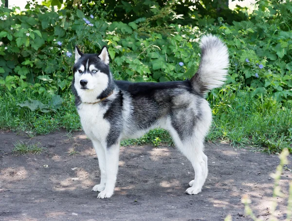 Cane muscoloso al parco giochi — Foto Stock