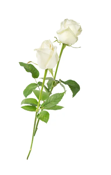 White roses on a white background — Stock Photo, Image