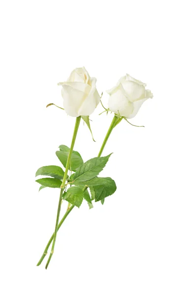 Белые розы на белом фоне — стоковое фото