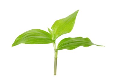 beyaz zemin üzerine yeşil Filiz