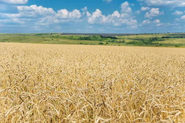 Campo di grano maturo e cielo con nuvole — Foto Stock