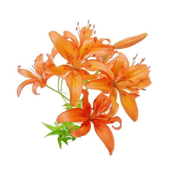 Orange lilies on white background — Stock Photo, Image