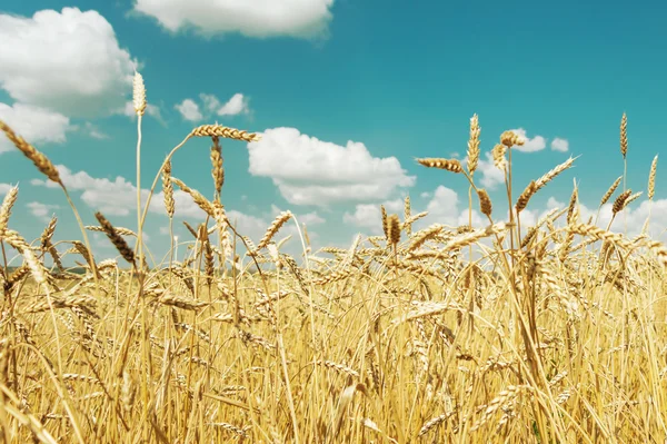 Fältet av moget vete och himlen med moln — Stockfoto