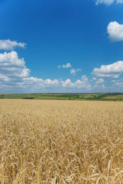 Campo di grano maturo e cielo con nuvole — Foto Stock