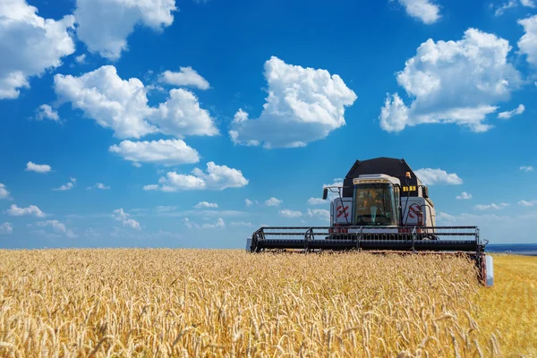 Harvester op een gebied van tarwe — Stockfoto