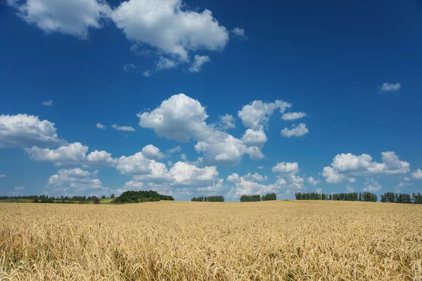 Campo di grano maturo e cielo con nuvole — Foto Stock