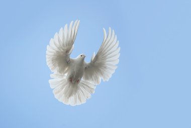 White dove flying clipart
