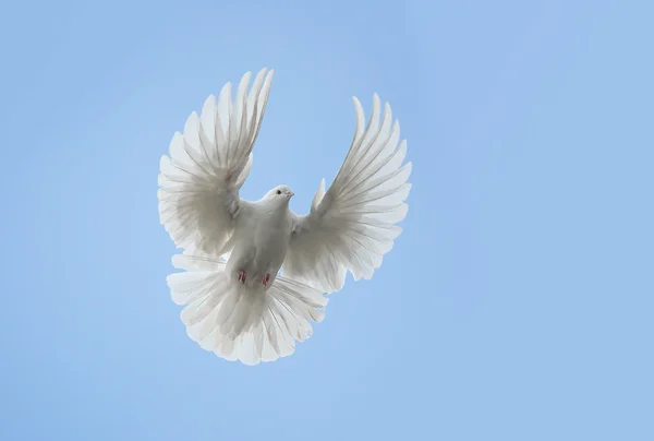 Paloma blanca volando —  Fotos de Stock