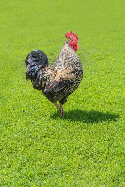 Hermosa polla sobre hierba verde — Foto de Stock