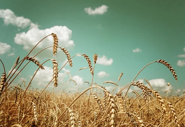 熟した小麦と雲と空のフィールド — ストック写真