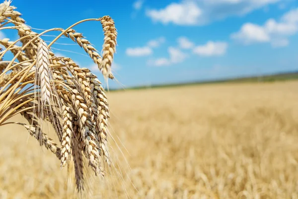 小麦的芽层 — 图库照片