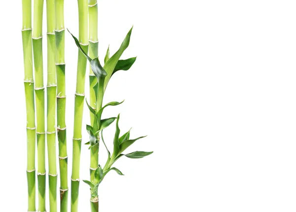 Lucky Bamboo on white background — Stock Photo, Image