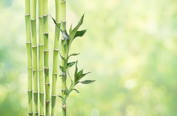 幸运竹自然背景 — 图库照片