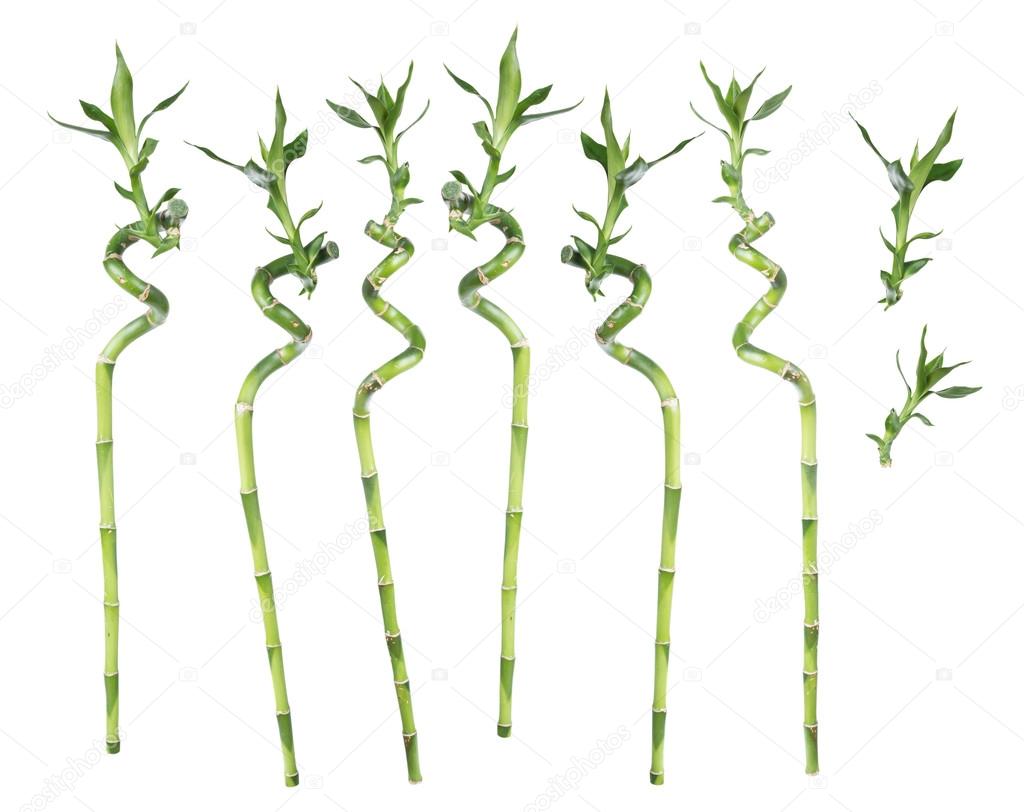 Lucky Bamboo on white background