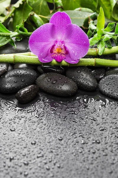 Wellness-Konzept mit Zen-Steinen, Orchideenblume und Bambus — Stockfoto