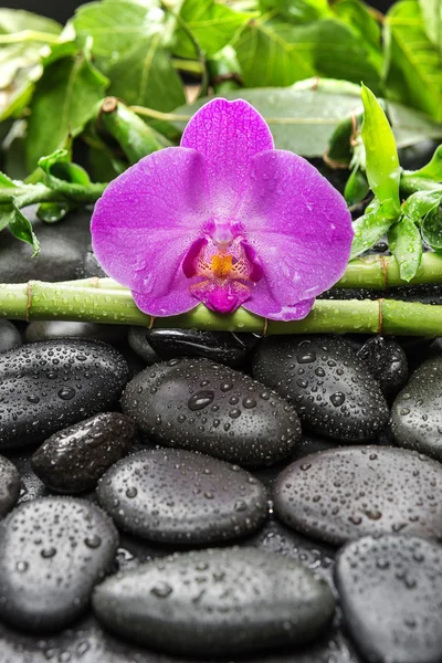 Wellness-Konzept mit Zen-Steinen, Orchideenblume und Bambus Stockbild