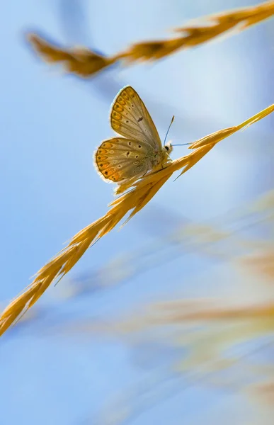 Koper-butterfly — Stockfoto