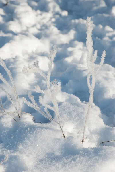 Fluffy frost — Stock Photo, Image
