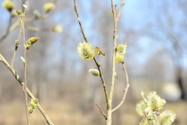 Biene im Frühlingswald — Stockfoto