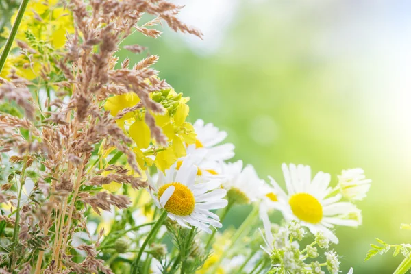 Marguerites couvertes gouttes de rosée — Photo