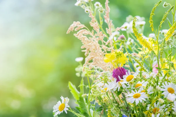 Marguerites couvertes gouttes de rosée — Photo