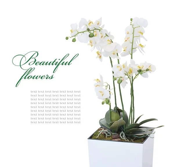 Bloeiende orchidee — Stockfoto