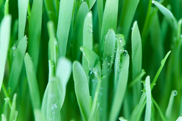Зелена трава з краплями роси — стокове фото