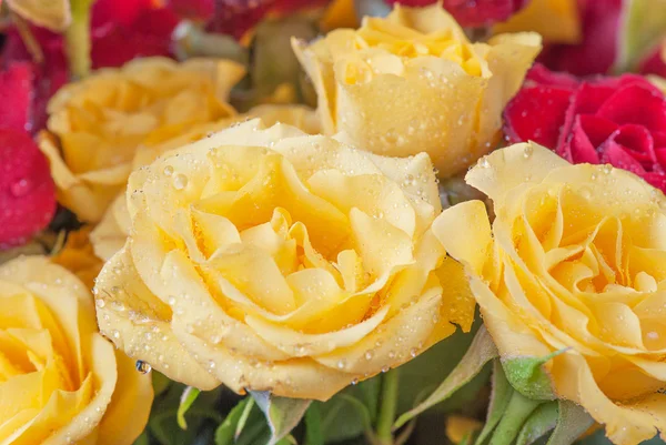 Yellow and red rosescloseup — Stock Photo, Image