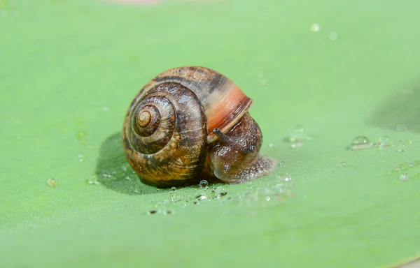 蜗牛爬行在绿叶上 — 图库照片