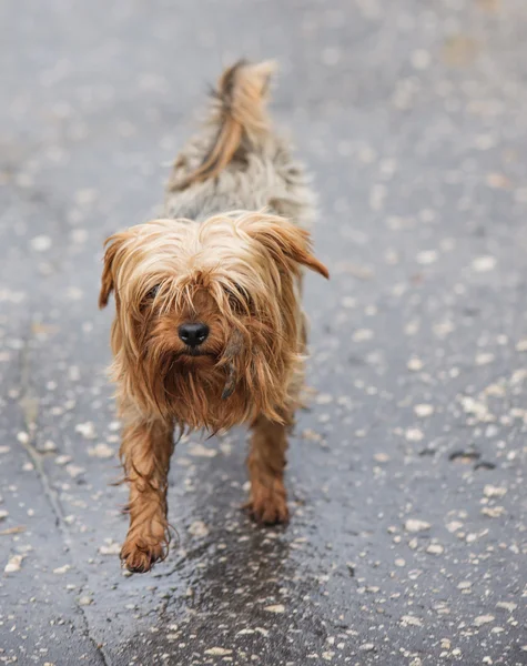 Chien errant sous la pluie — Photo