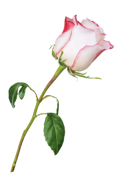 Weiße Rose — Stockfoto