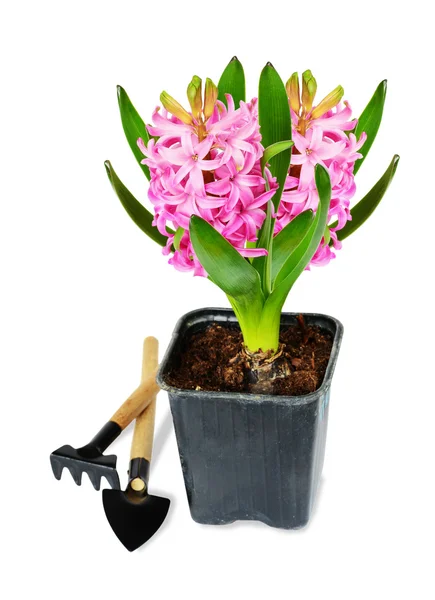 Pink hyacinth — Stock Photo, Image