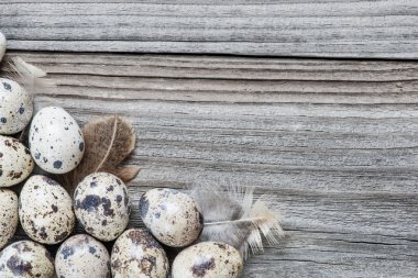 bıldırcın yumurtası